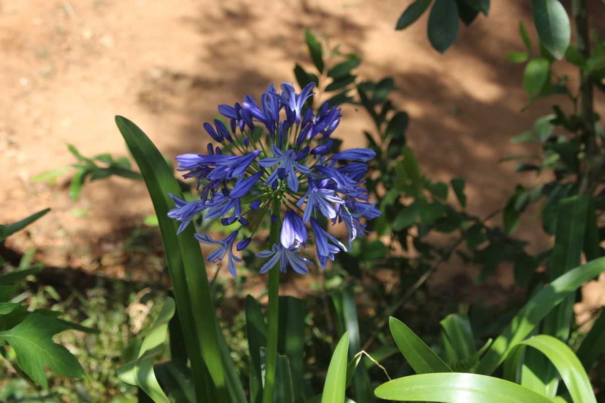 Agapanthus africanus (L.) Hoffmanns.